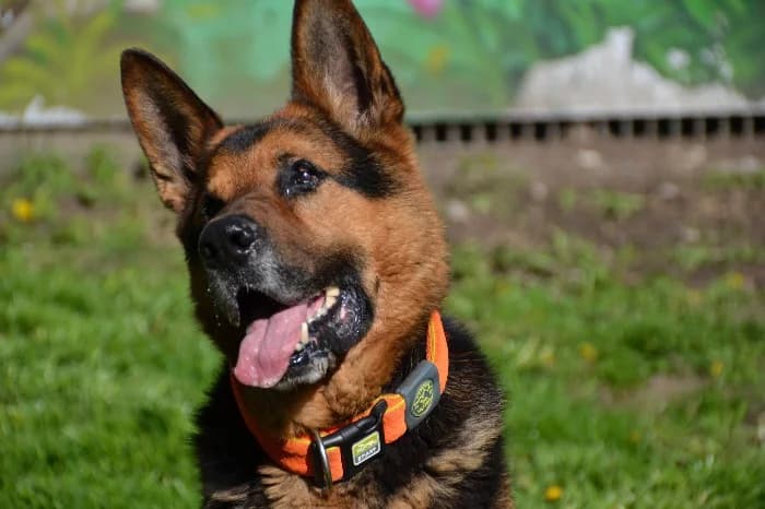 Buddy,  senior German Shepherd for adoption at Tierheim Paderborn, Paderborn