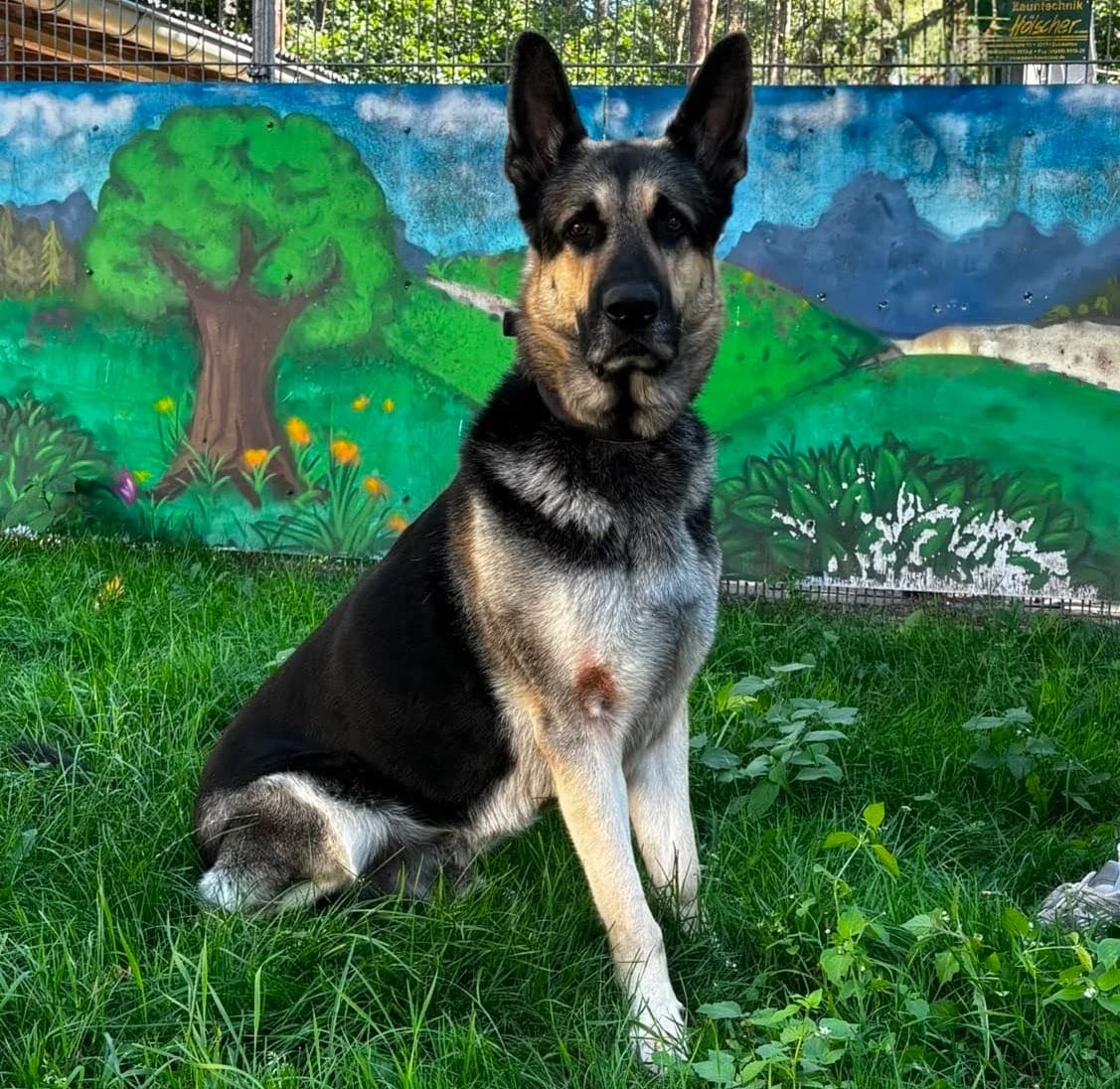 Buddy,  4yo German Shepherd for adoption at Tierheim Paderborn, Paderborn