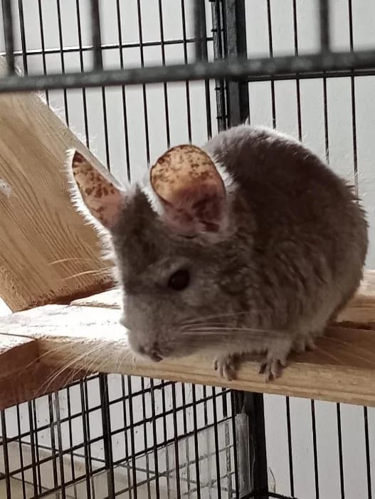 Chilli,  senior Mixed Breed for adoption at Tierheim Paderborn, Paderborn