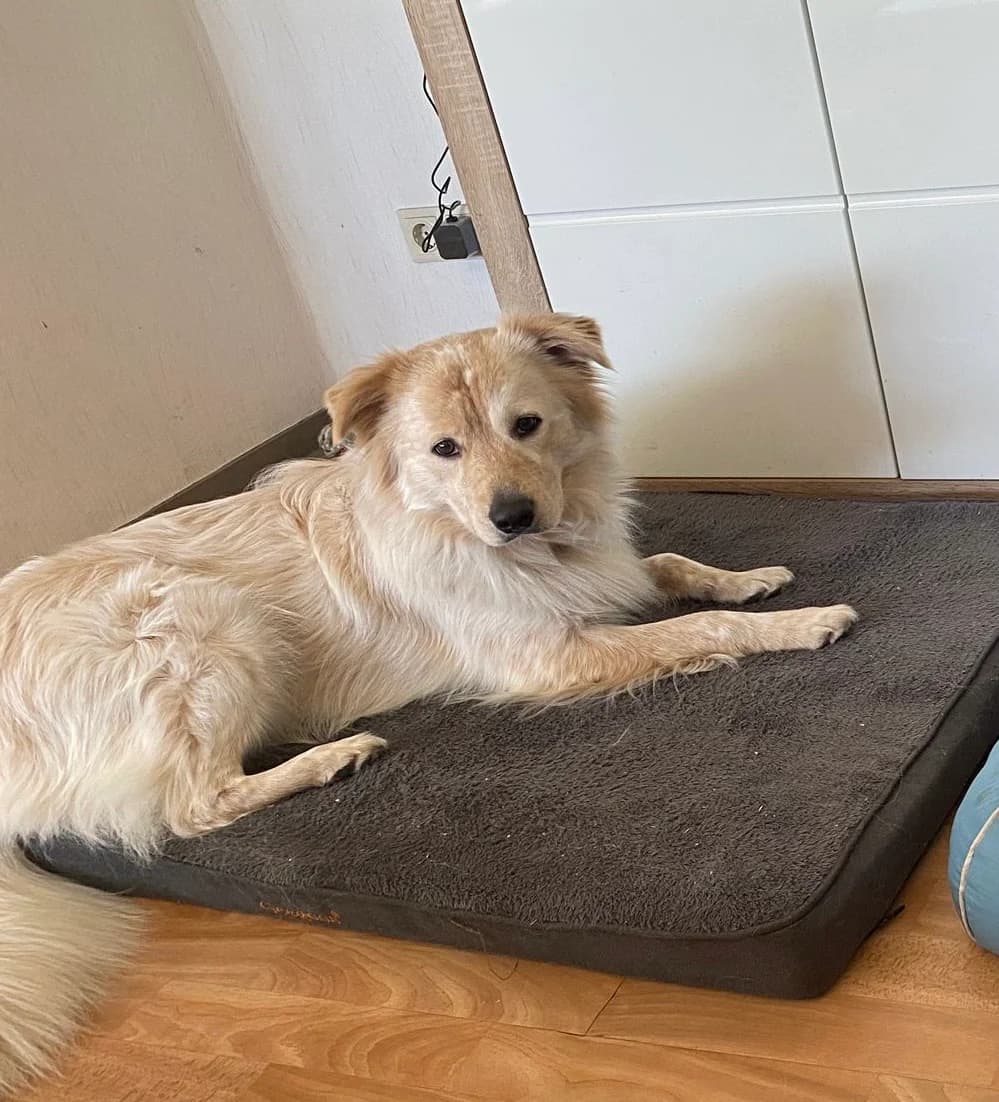 Ciro, golden  3yo Mixed Breed for adoption at Tierheim Paderborn, Paderborn