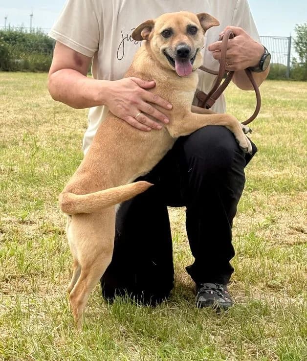 Csilike, female Doberman for adoption at Tierheim Paderborn, Paderborn