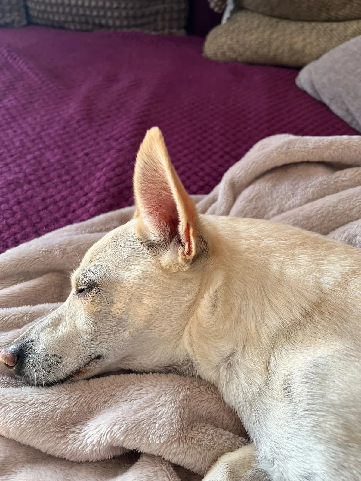 Daisy, female senior Chihuahua for adoption at Tierheim Paderborn, Paderborn