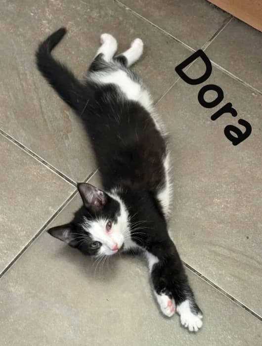 Dora,  Mixed Breed Cat for adoption at Tierheim Paderborn, Paderborn