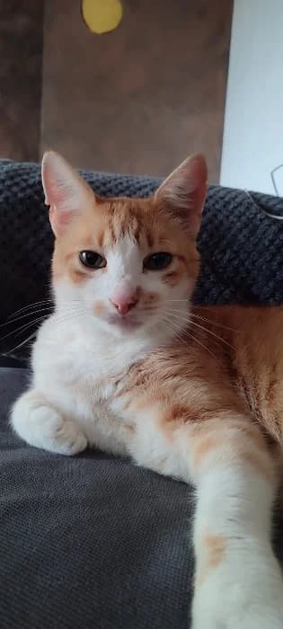 Felix,  senior Mixed Breed Cat for adoption at Tierheim Paderborn, Paderborn