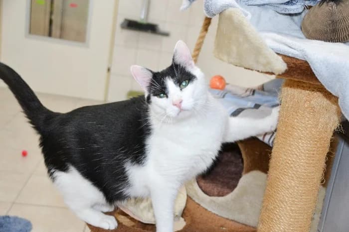 Georgy, Mixed Breed Cat (Tierheim Paderborn)