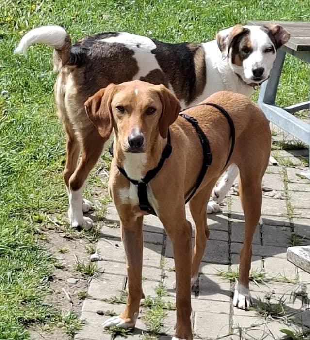 Gitano, weiß male young Mixed Breed for adoption at Tierheim Paderborn, Paderborn