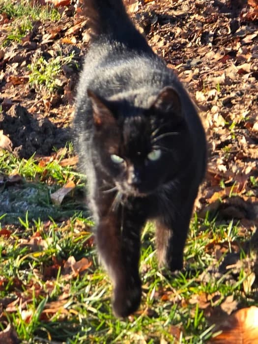 Golda,  4yo Mixed Breed Cat for adoption at Tierheim Paderborn, Paderborn
