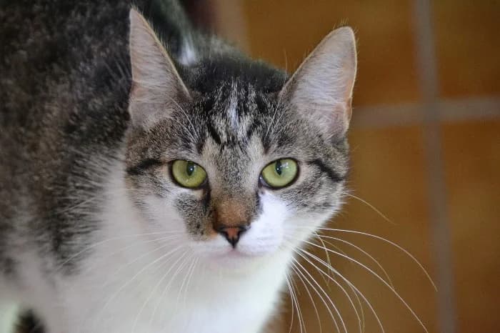 Haily,  Mixed Breed Cat for adoption at Tierheim Paderborn, Paderborn