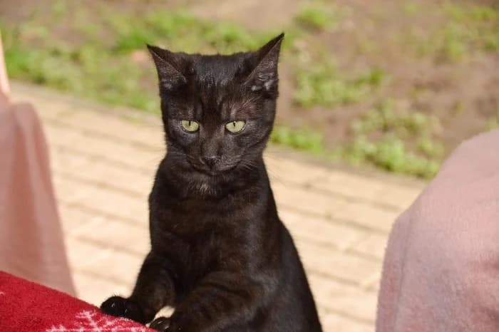 Holly,  Mixed Breed Cat for adoption at Tierheim Paderborn, Paderborn