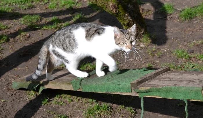 Jango, male young Mixed Breed Cat for adoption at Tierheim Paderborn, Paderborn