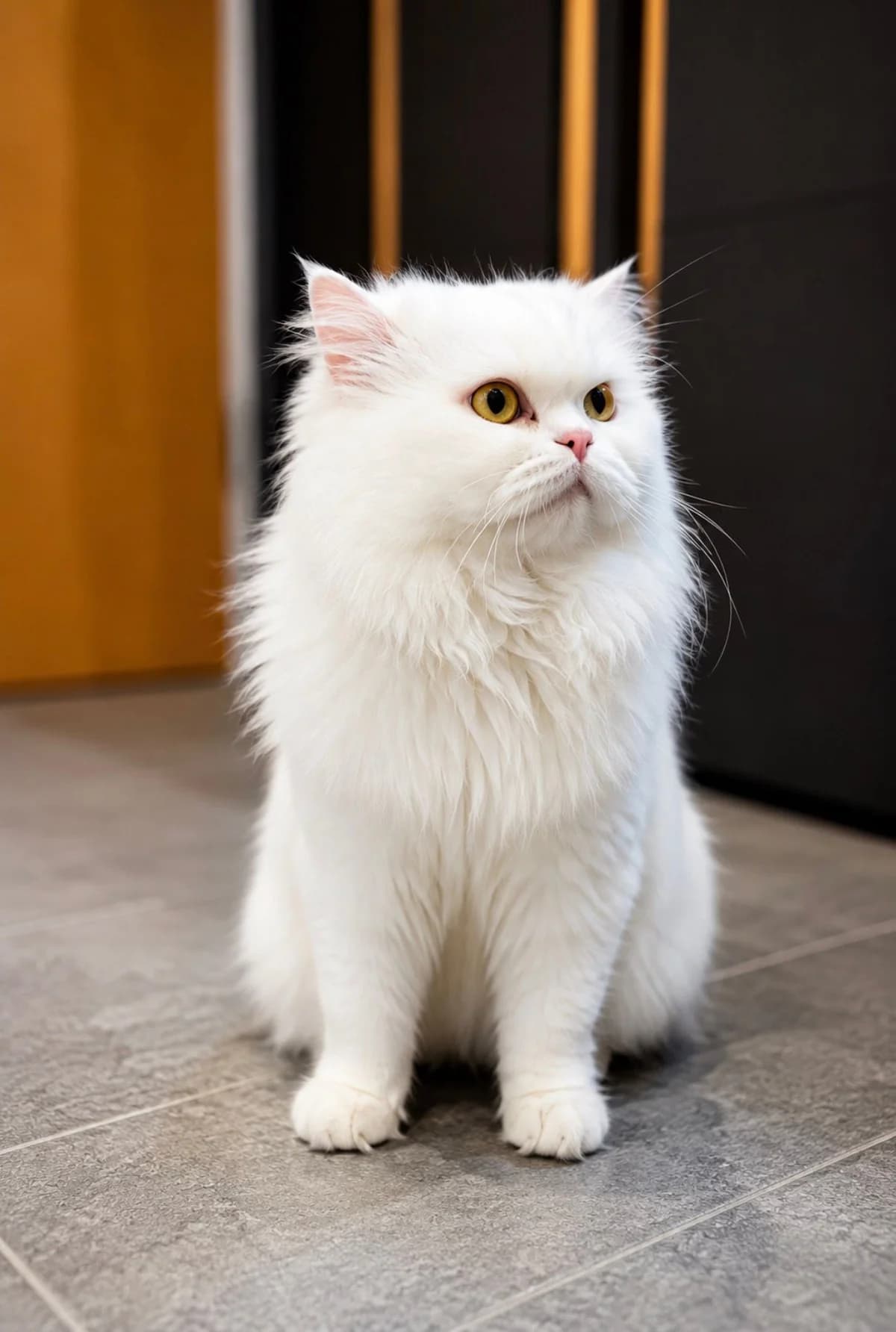 Joghurt, weiß male 3yo Persian for adoption at Tierheim Paderborn, Paderborn
