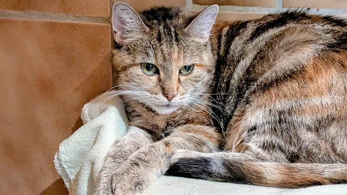 Kiki, 6yo mixed breed for adoption at Tierheim Paderborn, Paderborn