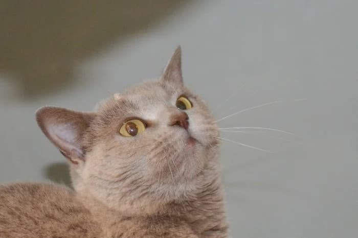 Lulu, male young British Shorthair for adoption at Tierheim Paderborn, Paderborn