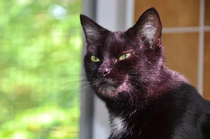 Lumi,  3yo mixed breed for adoption at Tierheim Paderborn, Paderborn