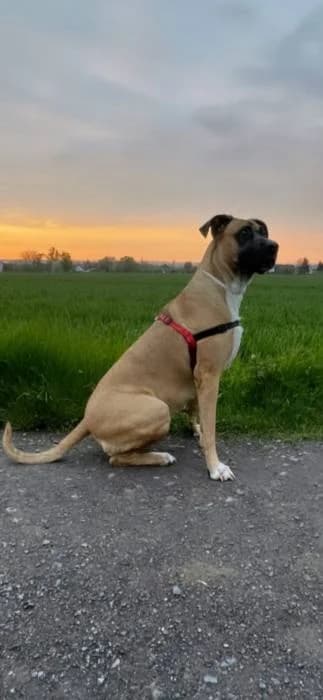 Luna,  senior Mixed Breed for adoption at Tierheim Paderborn, Paderborn