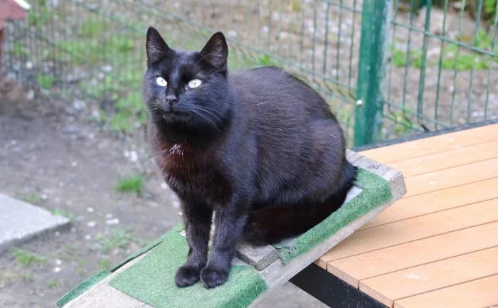Mia,  3yo Mixed Breed Cat for adoption at Tierheim Paderborn, Paderborn