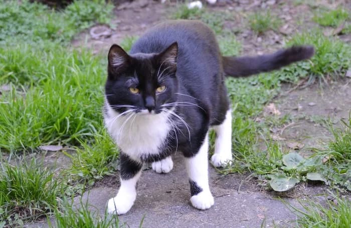 Micky, male young Mixed Breed Cat for adoption at Tierheim Paderborn, Paderborn