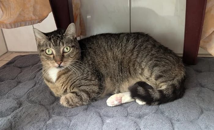Mietze, male senior Mixed Breed Cat for adoption at Tierheim Paderborn, Paderborn