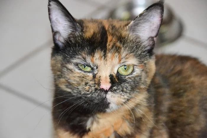 Millie, mixed breed for adoption at Tierheim Paderborn, Paderborn