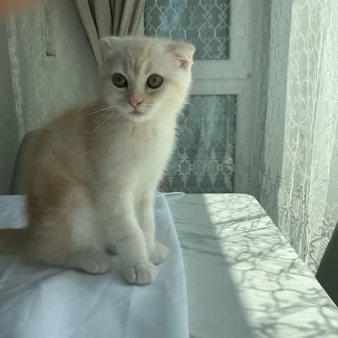 Milo, male puppy Mixed Breed Cat for adoption at Tierheim Paderborn, Paderborn