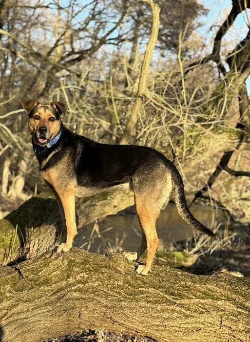 Mina, female Mixed Breed for adoption at Tierheim Paderborn, Paderborn