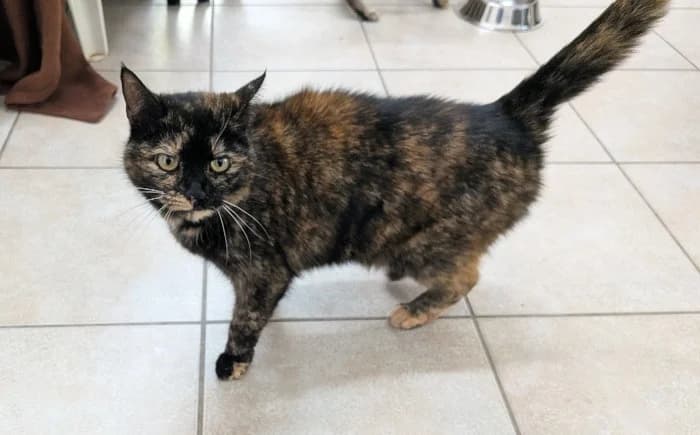 Myrthe,  Mixed Breed Cat for adoption at Tierheim Paderborn, Paderborn