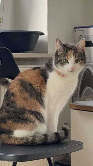 Nala,  senior Mixed Breed Cat for adoption at Tierheim Paderborn, Paderborn