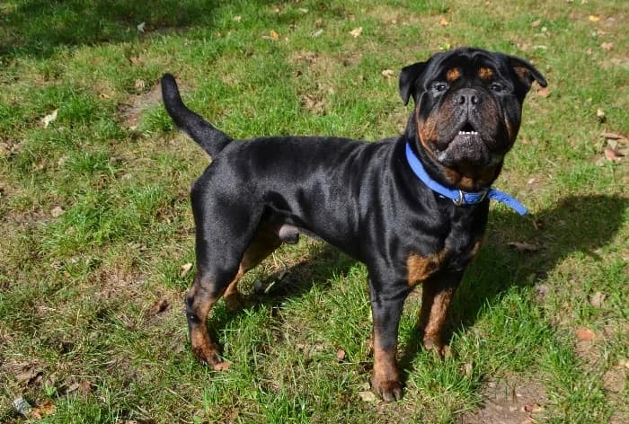 Odin, Mixed Breed (Tierheim Paderborn)