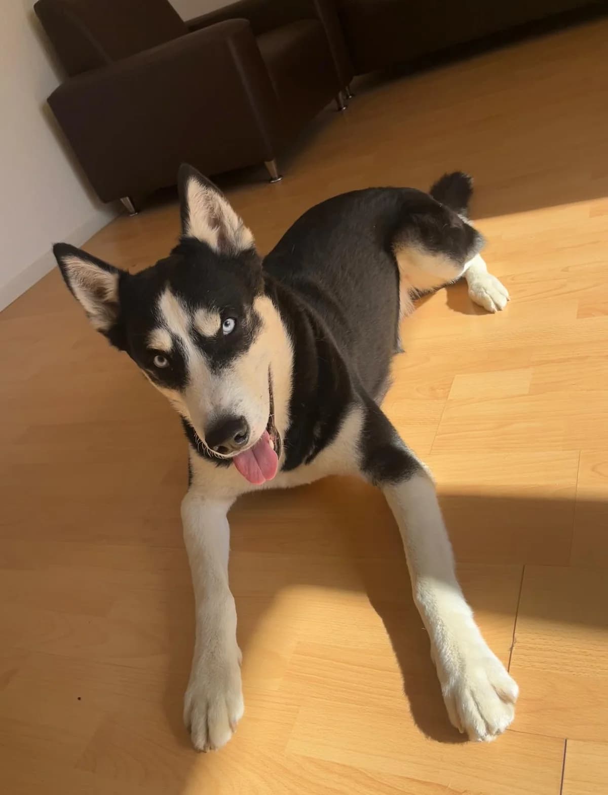 Paco, female Mixed Breed for adoption at Tierheim Paderborn, Paderborn