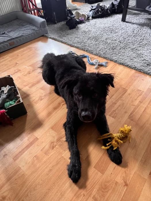 Paula, female 5yo German Shepherd for adoption at Tierheim Paderborn, Paderborn