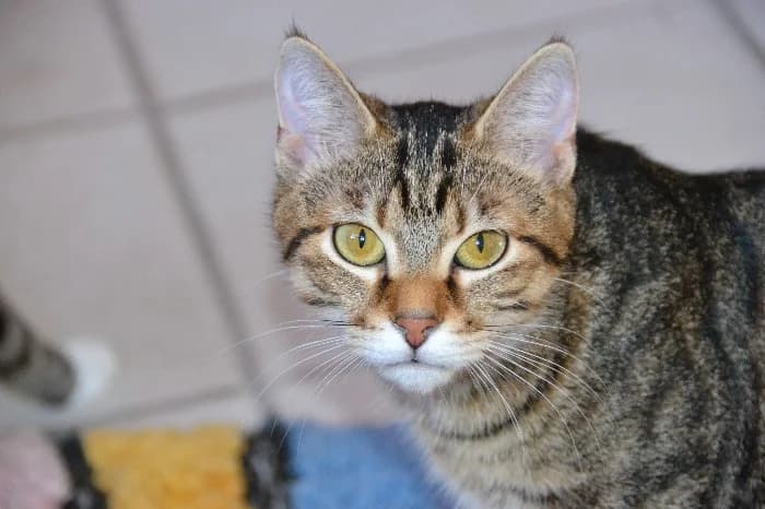 Prinz, male young Mixed Breed Cat for adoption at Tierheim Paderborn, Paderborn