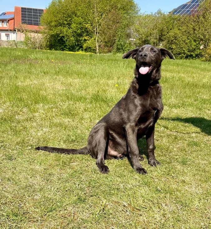 Rio, male Doberman for adoption at Tierheim Paderborn, Paderborn