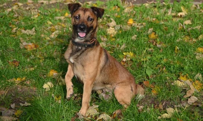 Rocky,  5yo Mixed Breed for adoption at Tierheim Paderborn, Paderborn