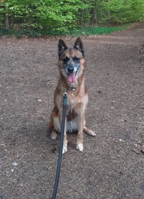 Sally,  Mixed Breed for adoption at Tierheim Paderborn, Paderborn