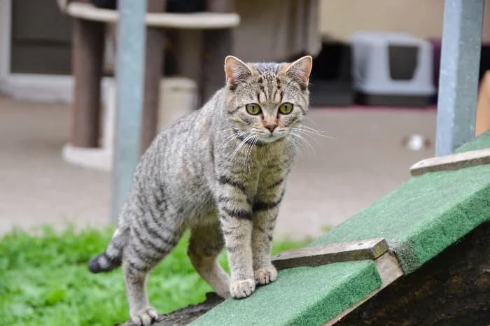 Spike, male young Mixed Breed Cat for adoption at Tierheim Paderborn, Paderborn