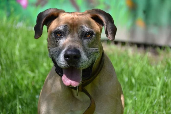 Spike, male senior mixed breed for adoption at Tierheim Paderborn, Paderborn