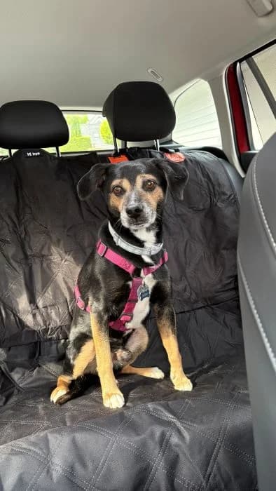 Spike,  senior mixed breed for adoption at Tierheim Paderborn, Paderborn
