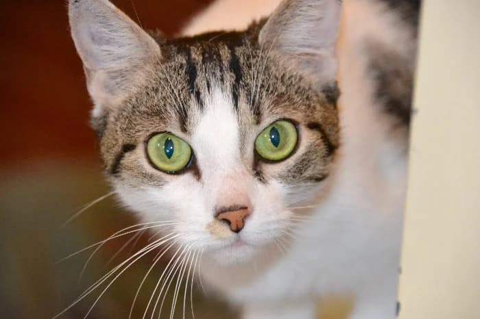 Stacy, young Mixed Breed Cat for adoption at Tierheim Paderborn, Paderborn