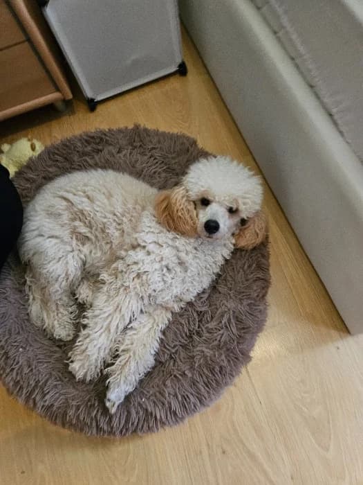Sunny, Mixed Breed (Tierheim Paderborn)