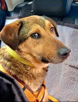 Theo, Mixed Breed (Tierheim Paderborn)