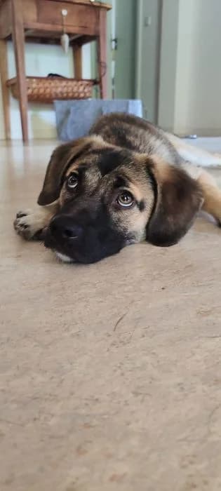 Titus,  Mixed Breed for adoption at Tierheim Paderborn, Paderborn