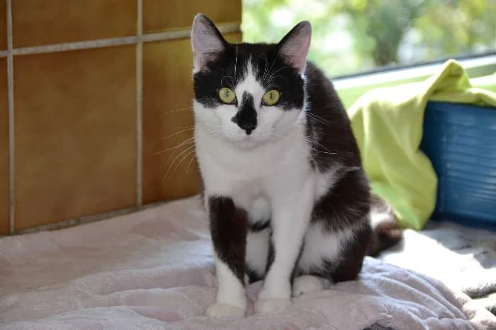 Yuki, male young Mixed Breed Cat for adoption at Tierheim Paderborn, Paderborn