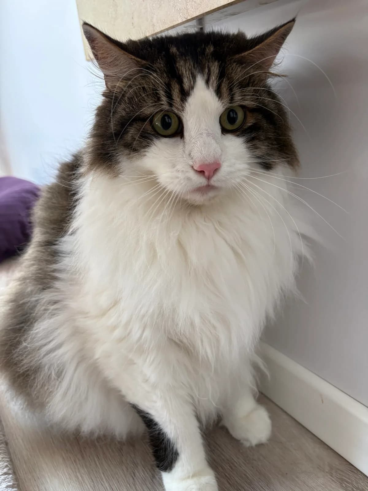 Balu, male 6yo Norwegian Forest Cat for adoption at Tierheim Passau, Passau