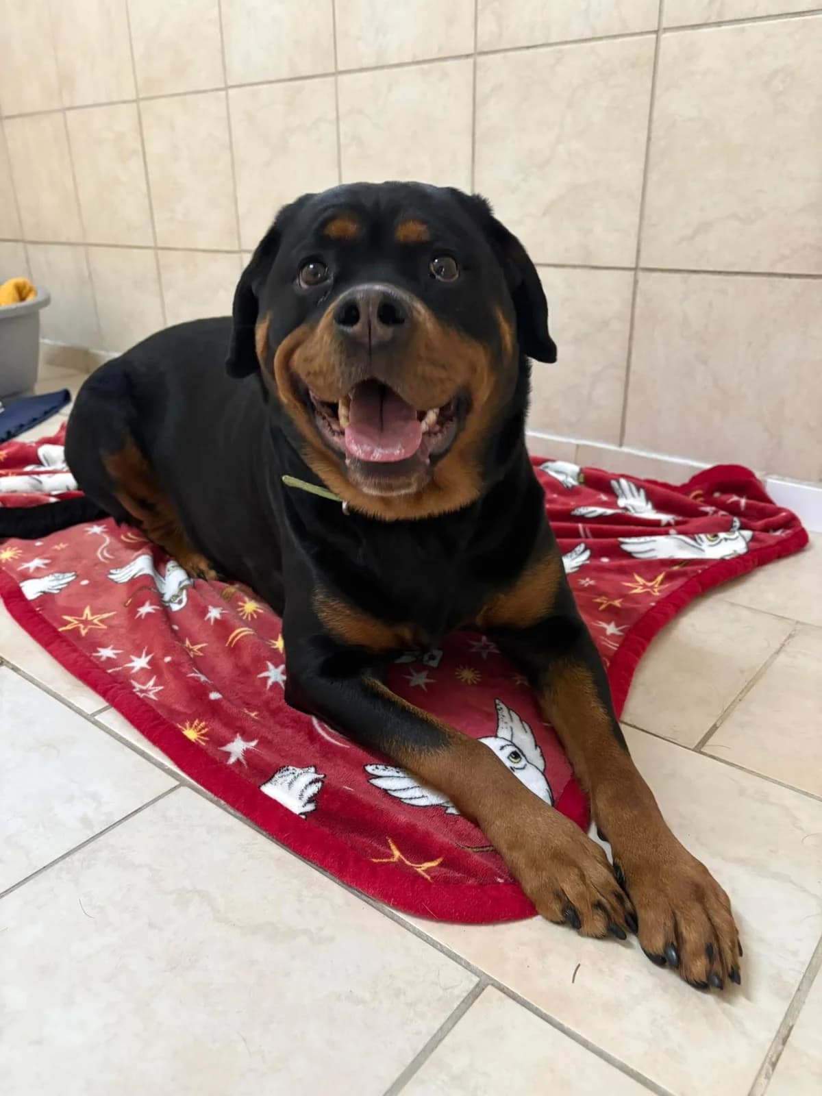 Gioia,  Mixed Breed for adoption at Tierheim Passau, Passau