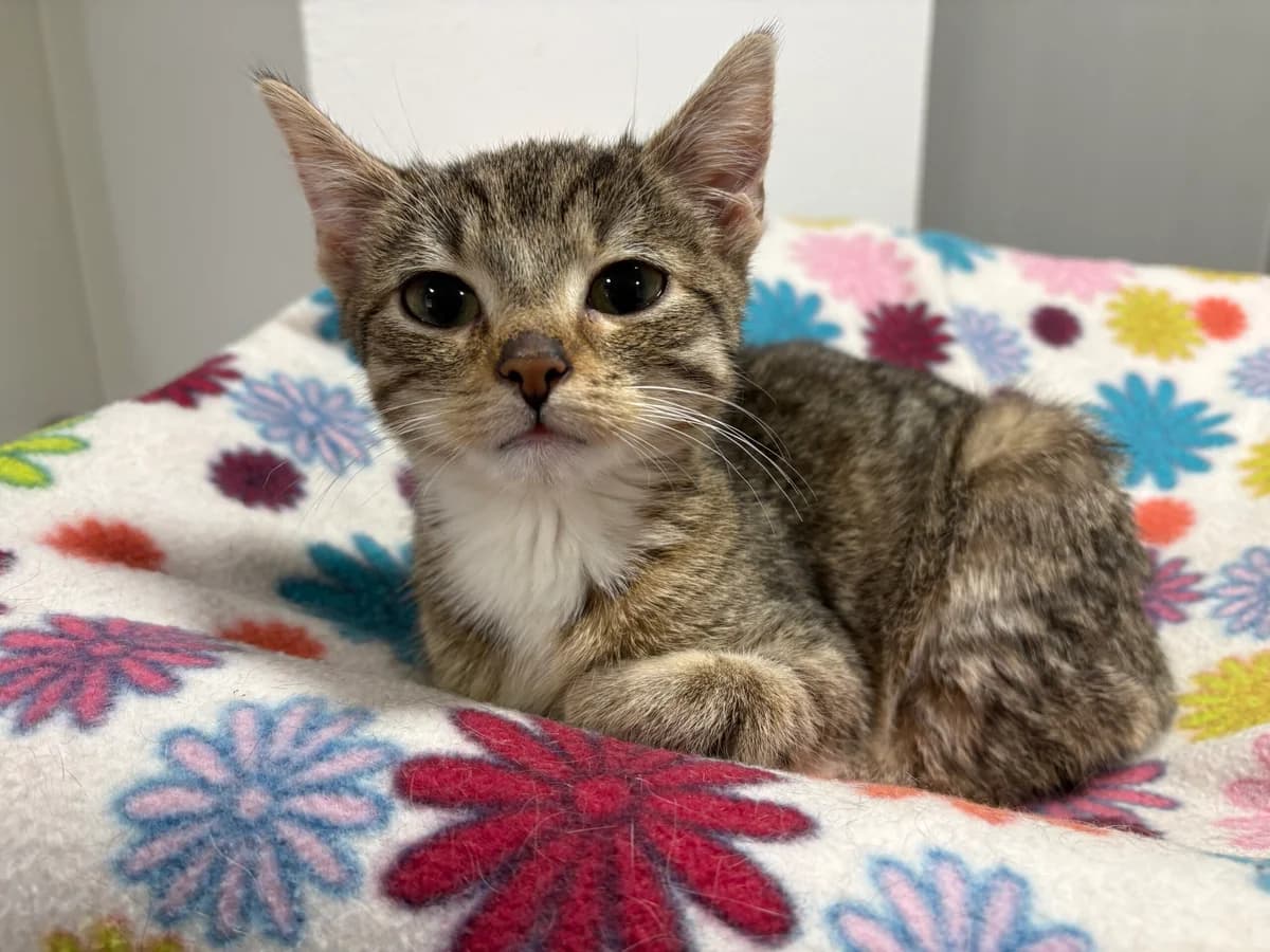 Hazel, female Mixed Breed for adoption at Tierheim Passau, Passau