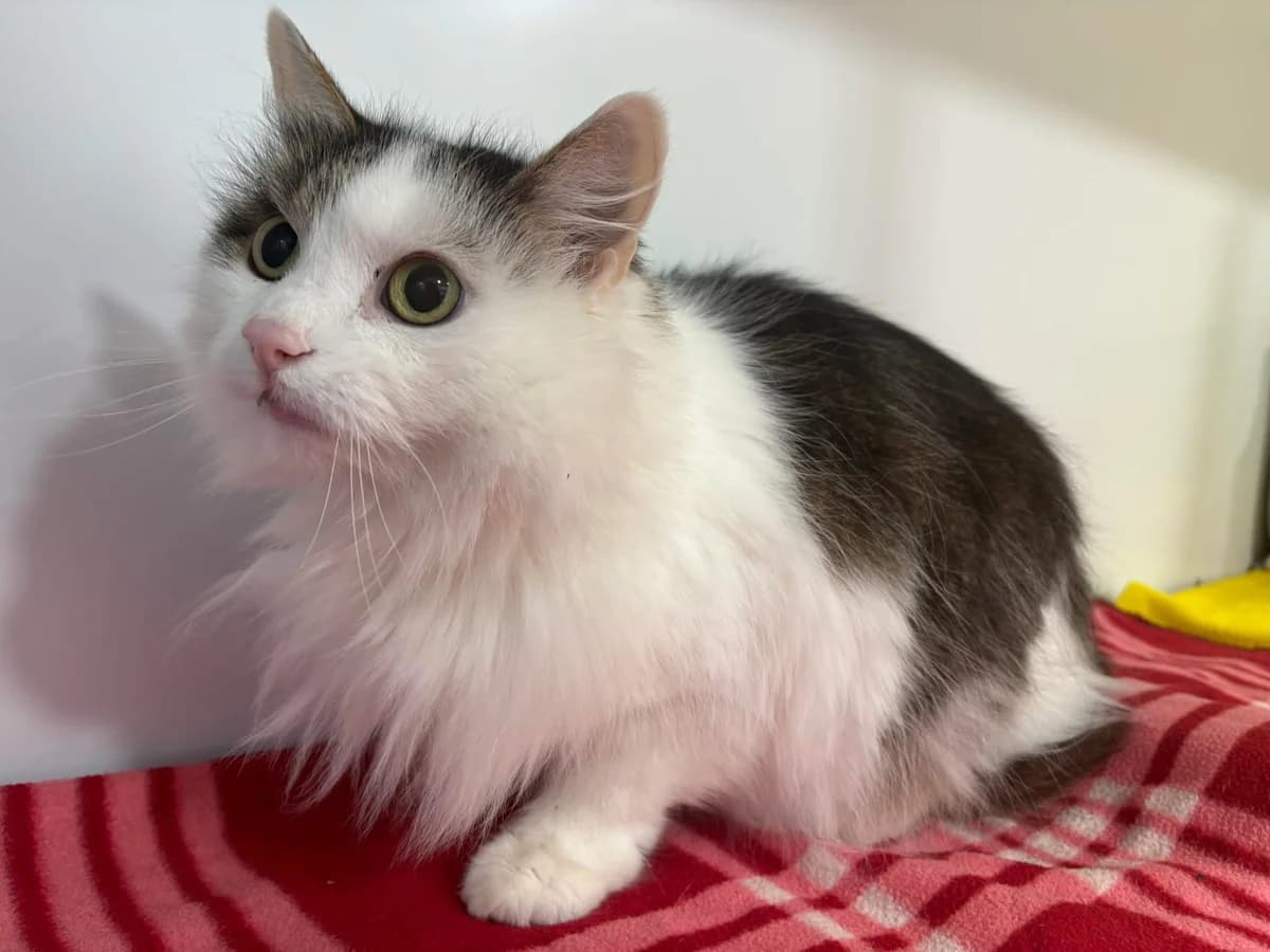 Merlin, male Mixed Breed for adoption at Tierheim Passau, Passau