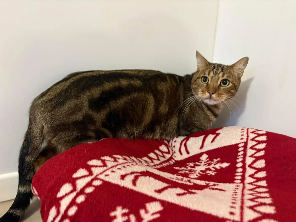 Merlo, male Bengal for adoption at Tierheim Passau, Passau