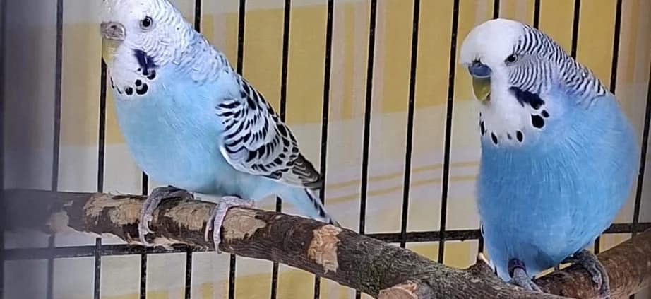 Frankie & Puschkin, blau male senior Mixed Breed for adoption at Tierheim Peine, Peine
