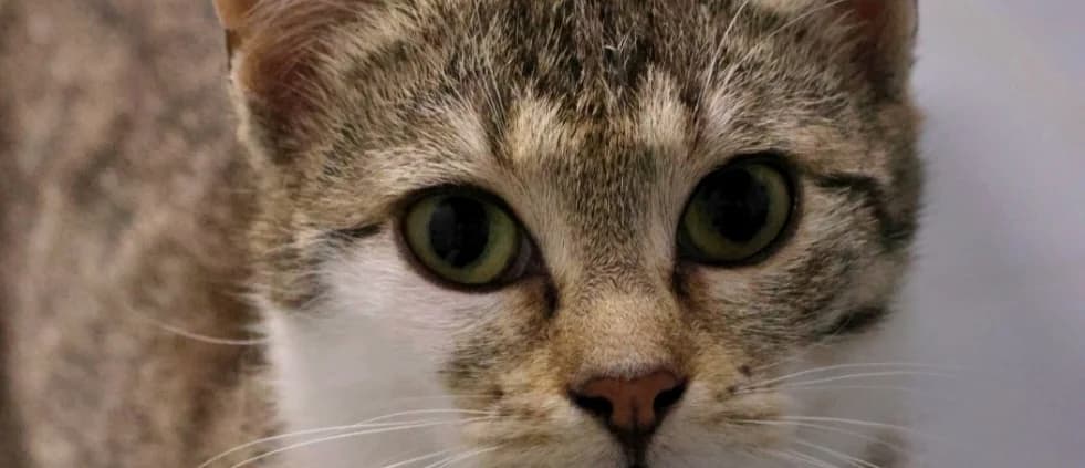 Avocado *Vermittelt*, getigert female young Mixed Breed for adoption at Tierheim Peine, Peine