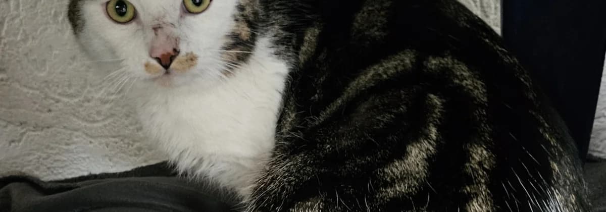 Bandit *Vermittelt*, getigert male 3yo Mixed Breed for adoption at Tierheim Peine, Peine